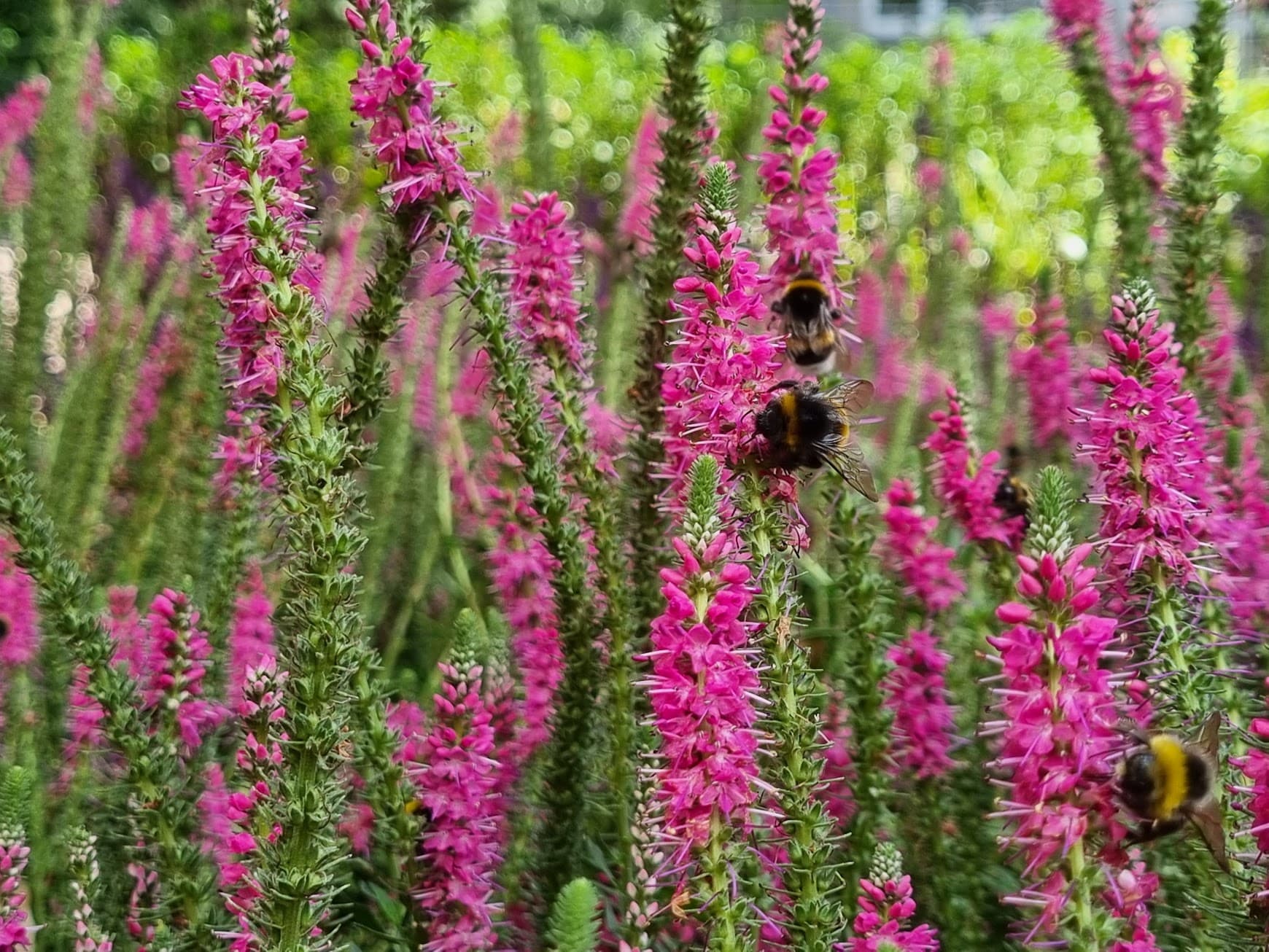 Pink flowers with bumblebees