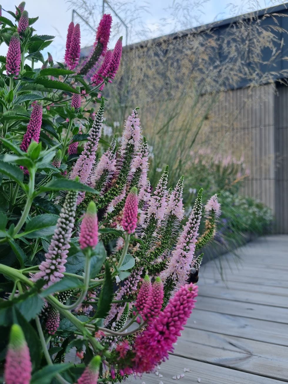 Ornamental plants on a terrace