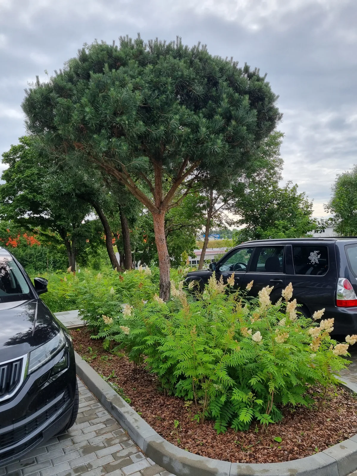 Pasodinta pušis su aplinkiniais želdiniais šalia automobilių aikštelės