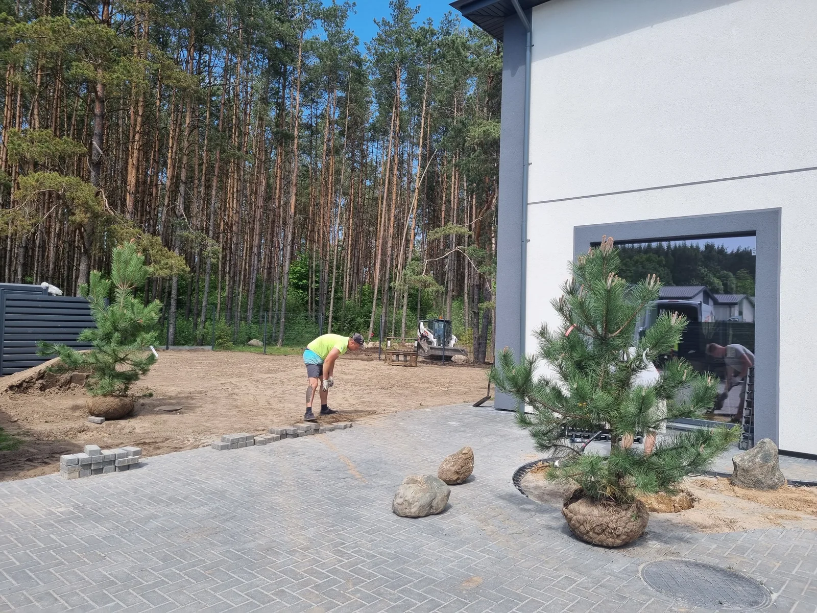 Sodinimui atvežtos pušys ir grunto paruošimo darbai