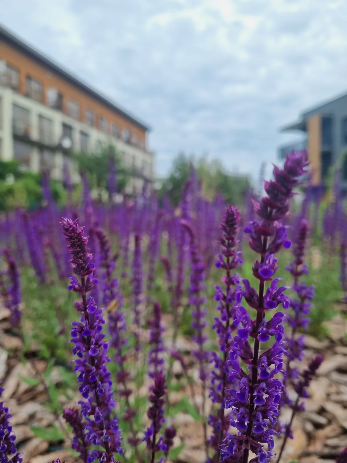 Violetinių žiedų detalė „Gilužio rivjeros“ želdyne