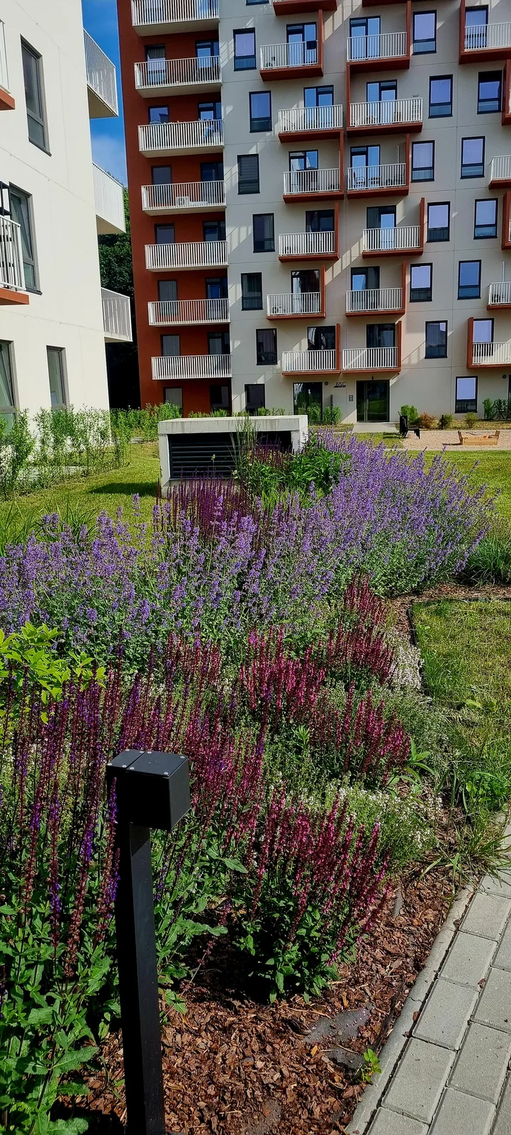 Violetiniai ir tamsiai raudoni žiedai kiemo želdyne