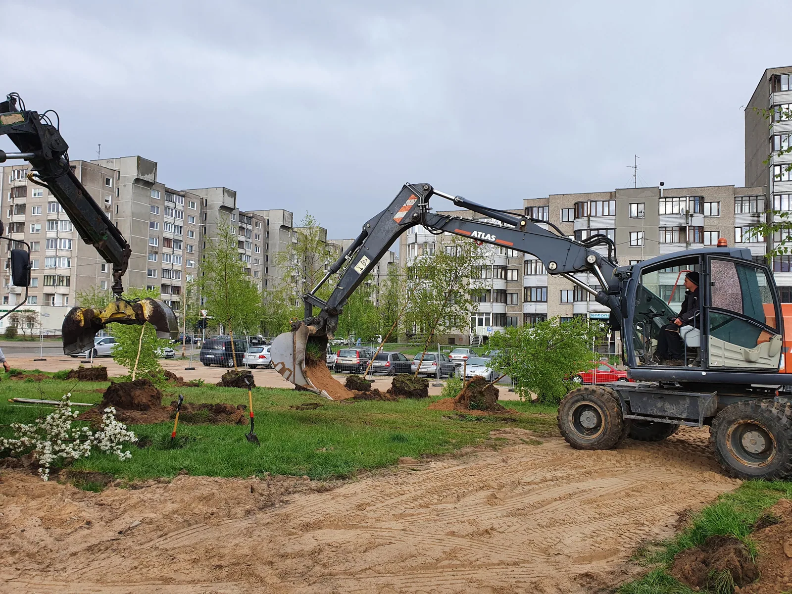 Esamo medžio iškėlimas technika prieš gimnazijos statybą