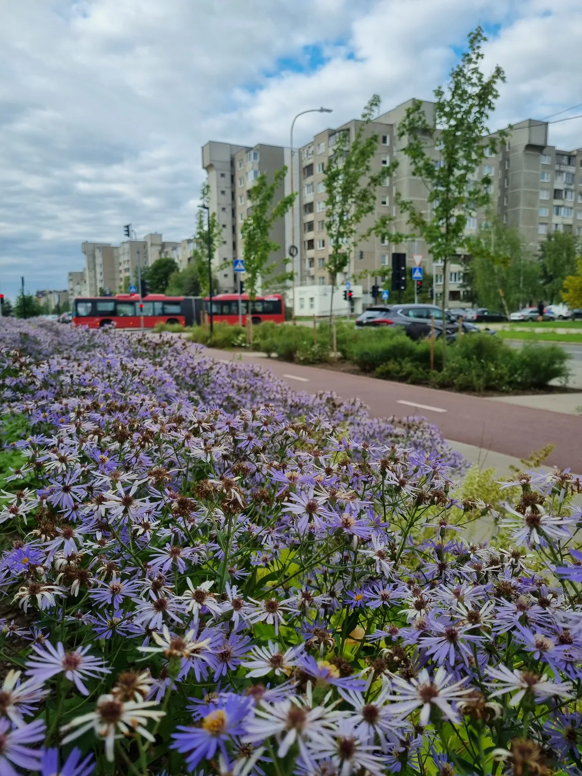 Žydinčių augalų juosta gimnazijos aplinkoje