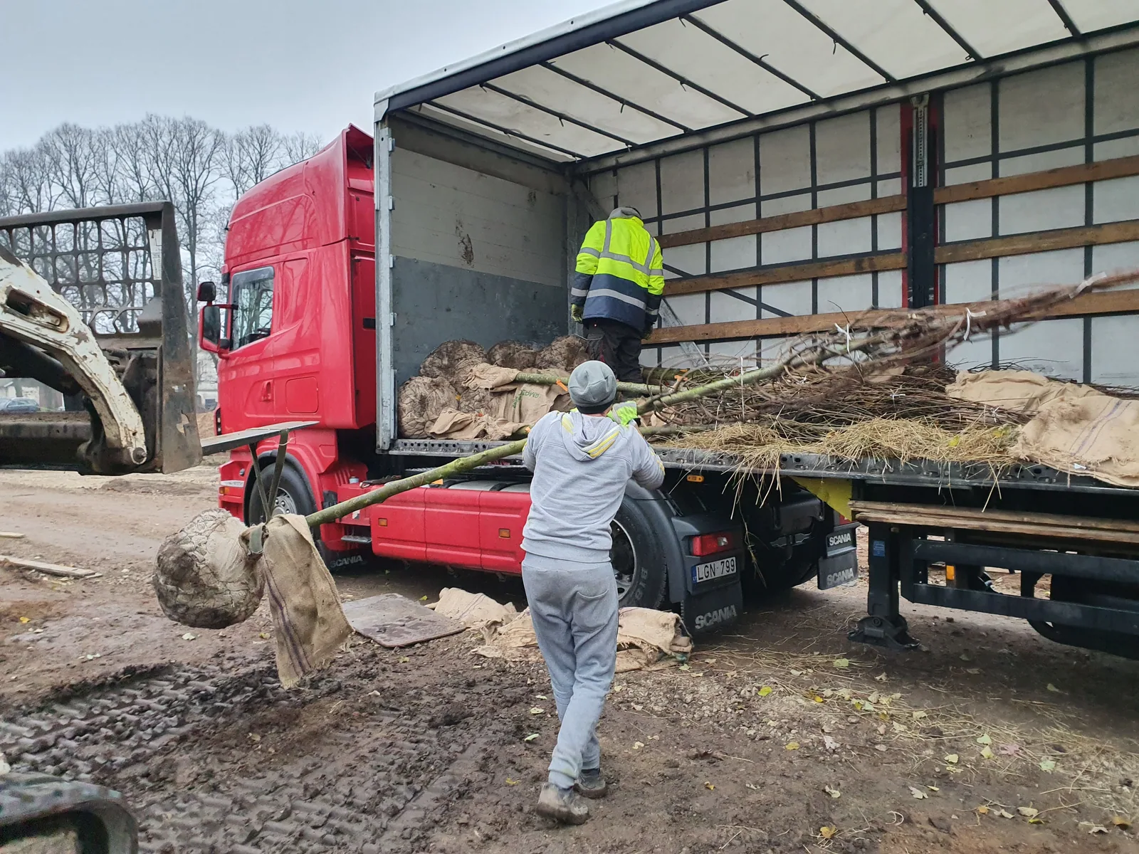 Medžių su šaknų gumulais iškrovimas dvaro parke