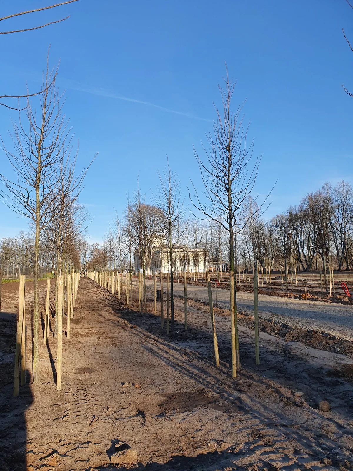 Pasodintų ir sutvirtintų medžių eilės parke