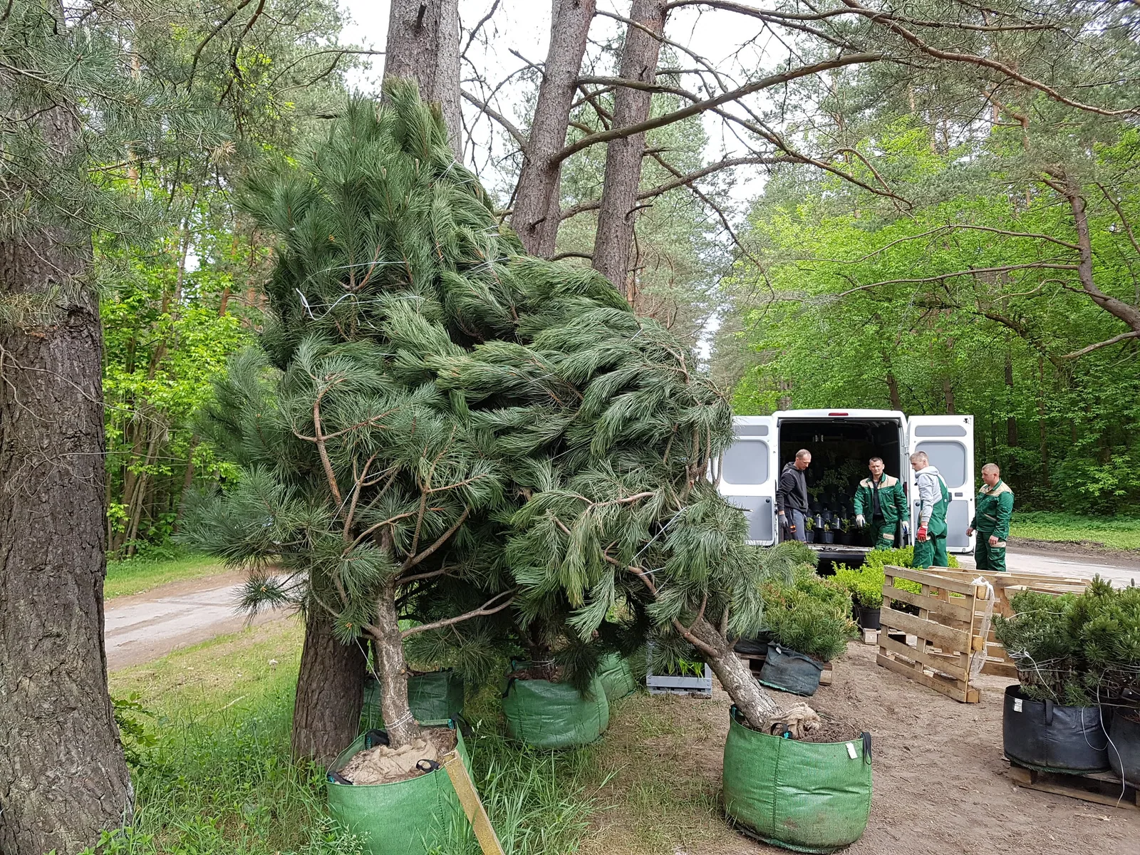 Didelių pušų pristatymas į Turniškių dominiją
