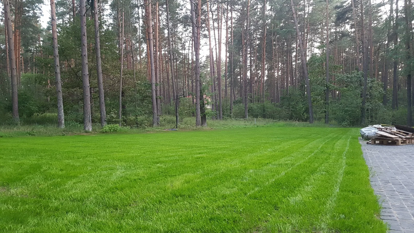 Veja prie pušyno ir tako