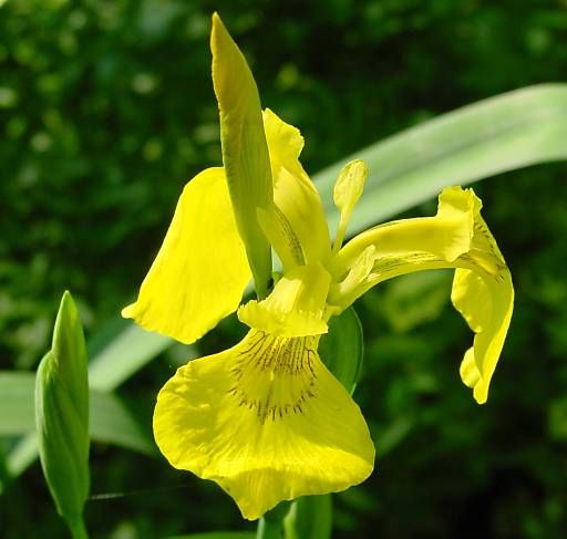 tvenkinio šlaitų tvirtinimas geltonasis irisas